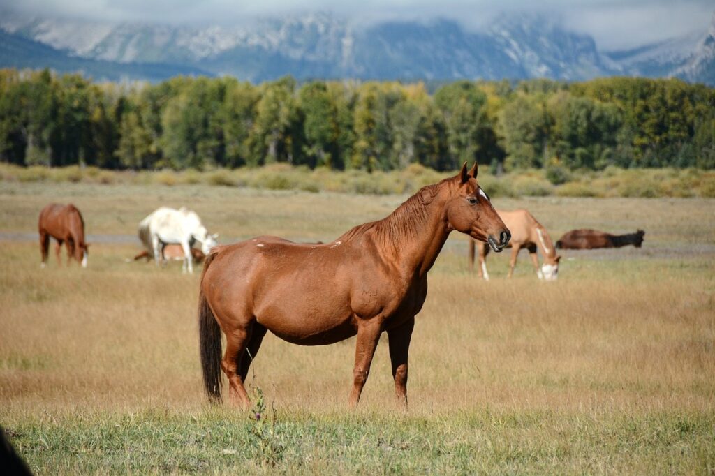 Qué significan "Caballo viejo" de Raquel Zozaya y Luis Flores 8 Qué significan «Caballo viejo» de Raquel Zozaya y Luis Flores