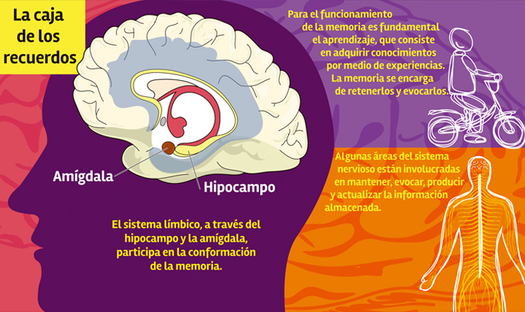 Qué significa "del olvido al no me acuerdo" en la memoria humana 4 Qué significa «del olvido al no me acuerdo» en la memoria humana