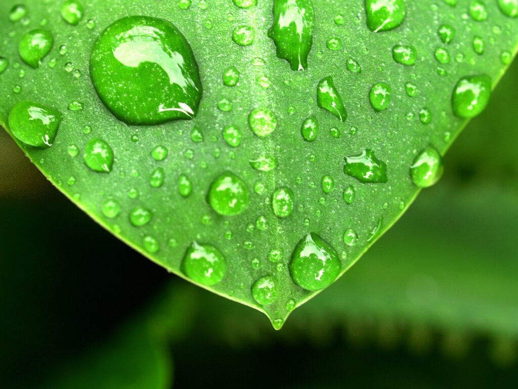 Cuál es la importancia del uso y cuidado del agua en nuestro día a día 3 Cuál es la importancia del uso y cuidado del agua en nuestro día a día