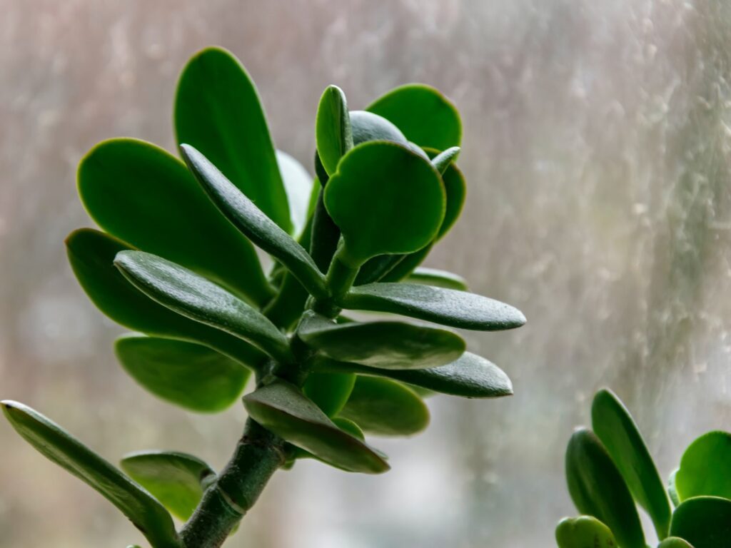 La planta de jade es adecuada para interior o exterior 5 La planta de jade es adecuada para interior o exterior